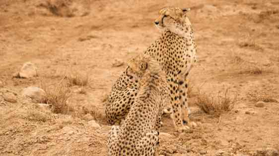 Leoparder i Tsavo National Park