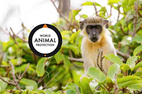 World Animal Protection