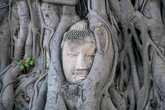 Buddhastaty insvept i rötter i Wat Mahathat