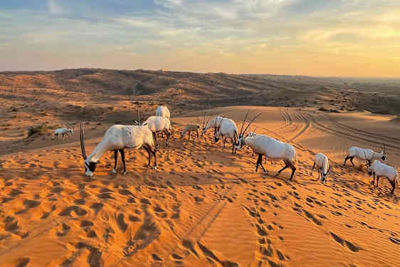 Ras Al Khaimah Wadi Ørkenen