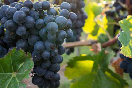 Vindruer. Foto: Unsplash