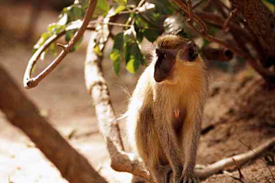 En apekatt sitter på en grein