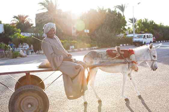 Mann med esel og vogn