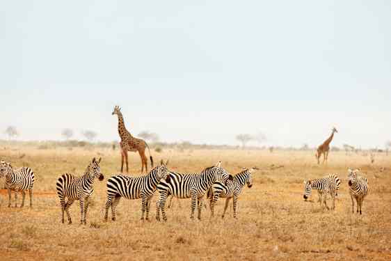 Zebror och giraffer på savann