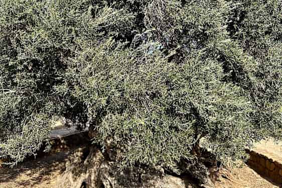Hellas' eldste oliventre