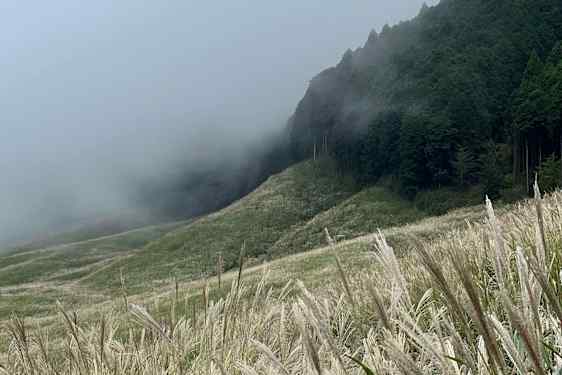 Pampas-gress