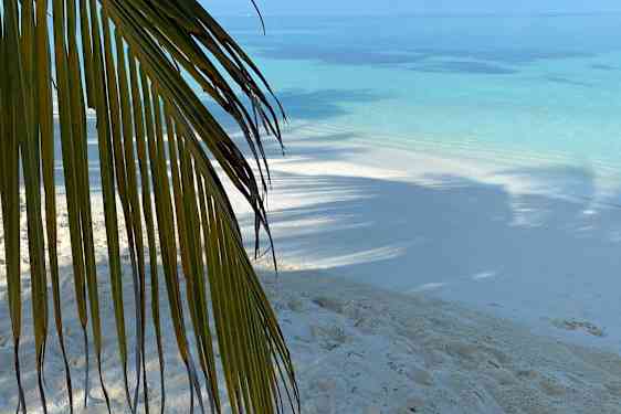 Nærbilde av palmeblad med strand og hav i bakgrunnen