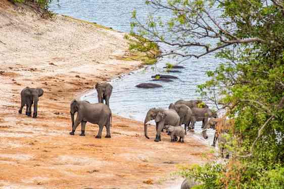 Elefanter i Botswana