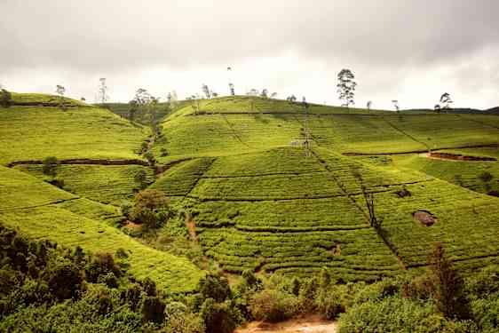 Plantage fält i Sri Lanka