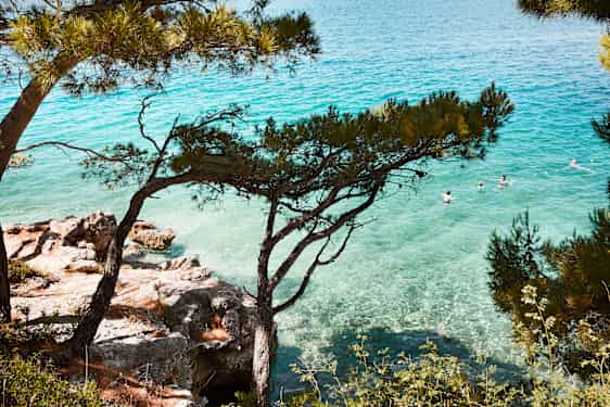 Trær foran havet i Kroatia