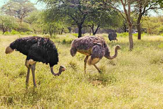 Tre strutser som spiser gress i Dakar