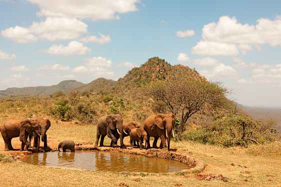 Elafanter i Kenya