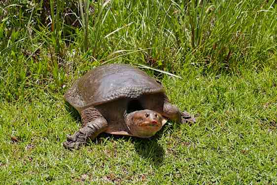 Bløtskilpadde i Everglades