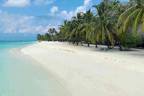 Palmkantad kritvit sandstrand och turkosblått hav