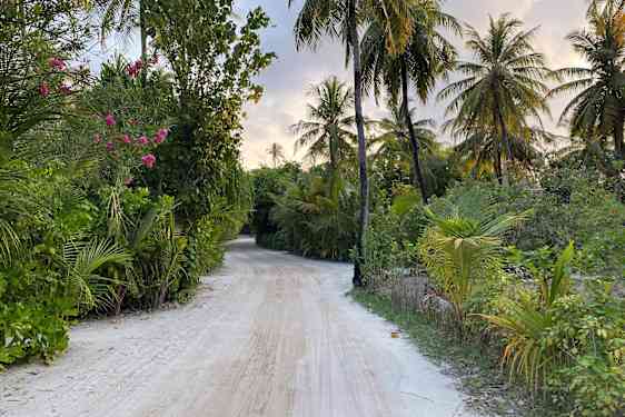 Frodig vegetasjon på Maldivene