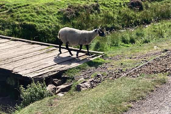 Får i naturen