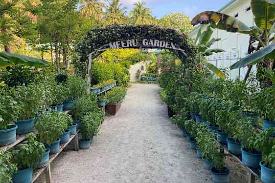 Sti kantet av urter og blomster