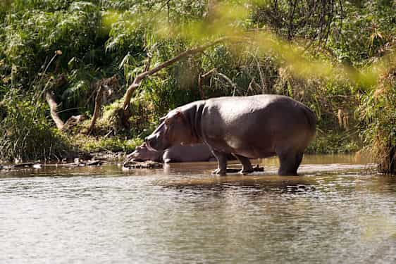 Flödhäst i Kenya
