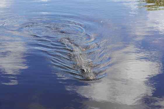 Alligator i Everglades