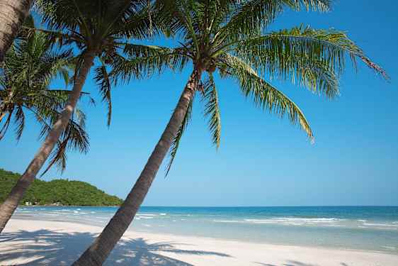 Palmetrær på Phú Quốc Island