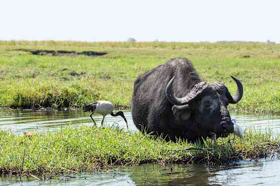 Buffel och fågel