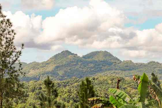 To papegøyer sitter i et tre
