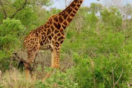 Masse spennende opplevelser på safari i Sør-Afrika.