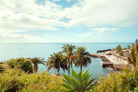 Hav og palmer i Funchal
