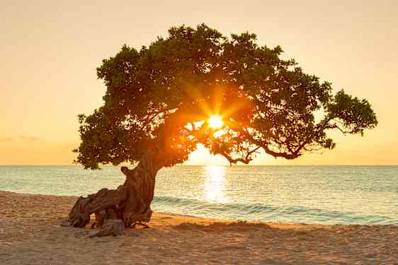 Eagle Beach på Aruba