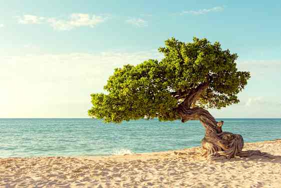 Aruba