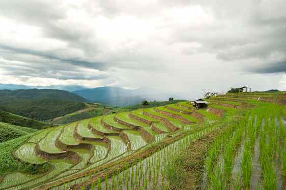 Risfält i Thailand