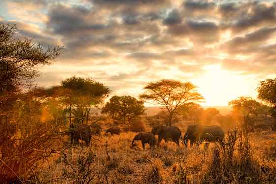 Elefanter i Tanzania