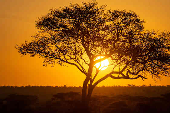 Träd i Tanzania
