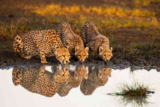 Leoparder som dricker vatten