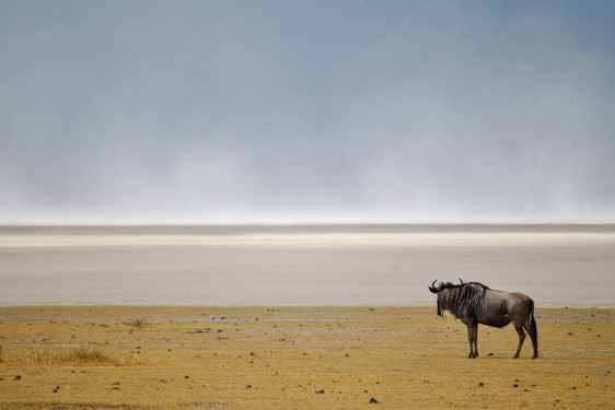Buffel i Ngorongoro
