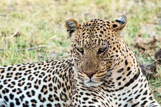 Leopard