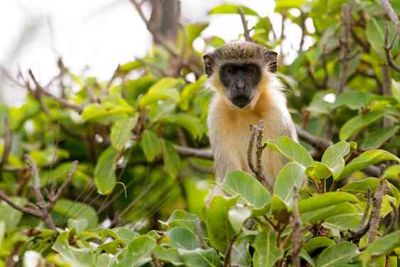 En liten ape sitter i et tre med grønne blader