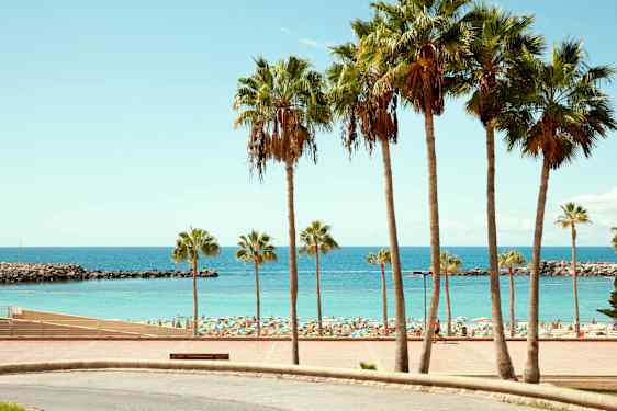 Strand och palmer på Gran Canaria