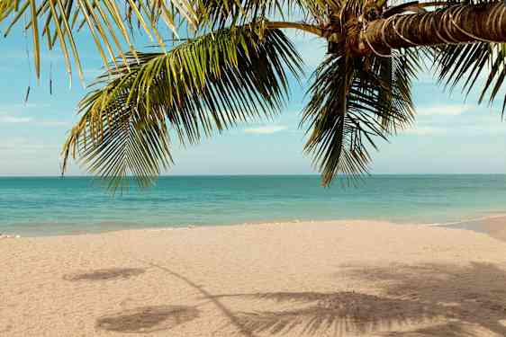 Eksotisk strand med palme, Thailand