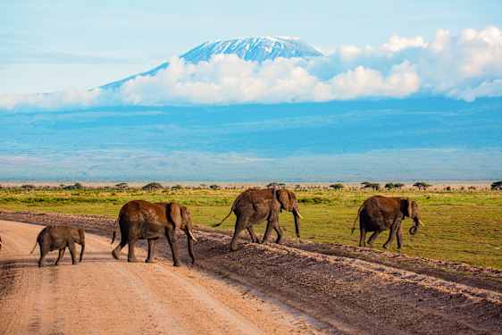 Elefanter i Kenya