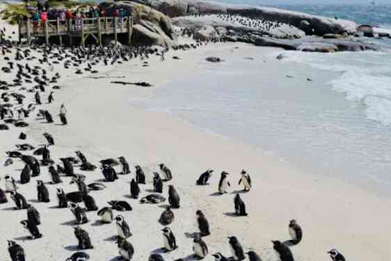Pingviner på Boulders Beach.