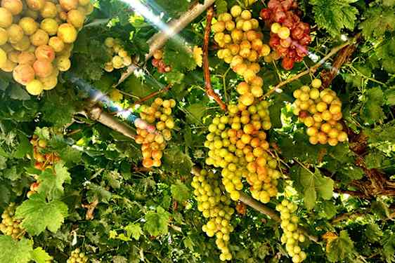 Vinmark i Omodos