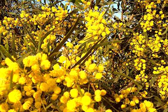 Mimosaer i blomstring