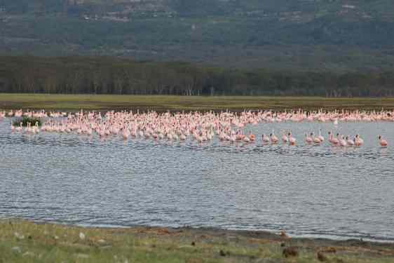 Flamingos i Lake Nakura