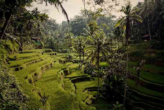 Bali