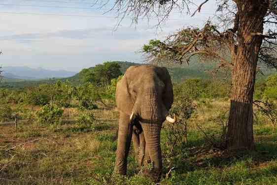 Krugerparken, en av Afrikas mest kjente safaridestinasjoner.