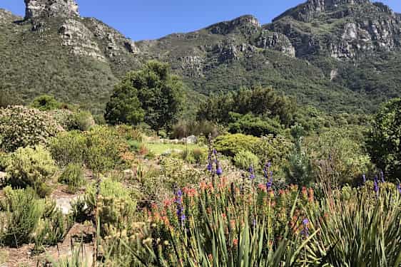 Den botaniske hagen Kirstenbosch.