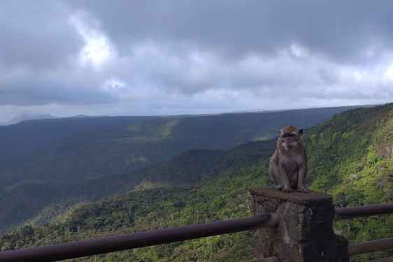 Utsikt over frodige Mauritius