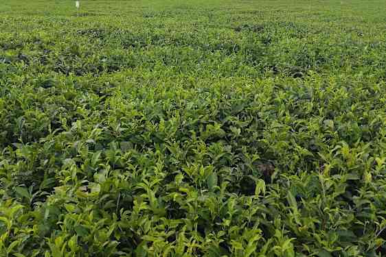 Teplantasje på Mauritius