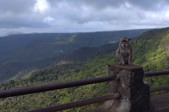 Utsikt over frodige Mauritius